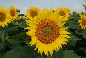 sunflower-206091_1280