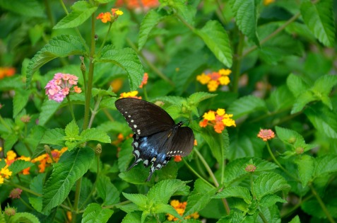 swallowtail-butterfly-1651906_1920 (1)